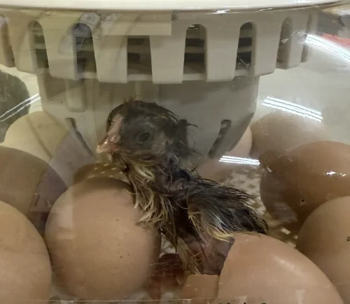 It was an exciting day at St Joseph School as Mrs. Sandi's 4th grade watched their chicks begin to hatch! The students have been patiently waiting, and they finally got to see the amazing process of new life beginning. 