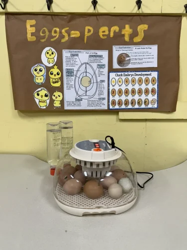 It was an exciting day at St Joseph School as Mrs. Sandi's 4th grade watched their chicks begin to hatch! The students have been patiently waiting, and they finally got to see the amazing process of new life beginning. 